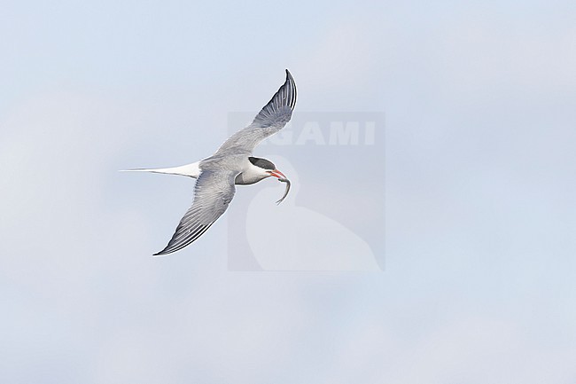 Adult Arctic Tern (Sterna paradisaea) in flight holding a fish crosswise the bill. stock-image by Agami/David Monticelli,