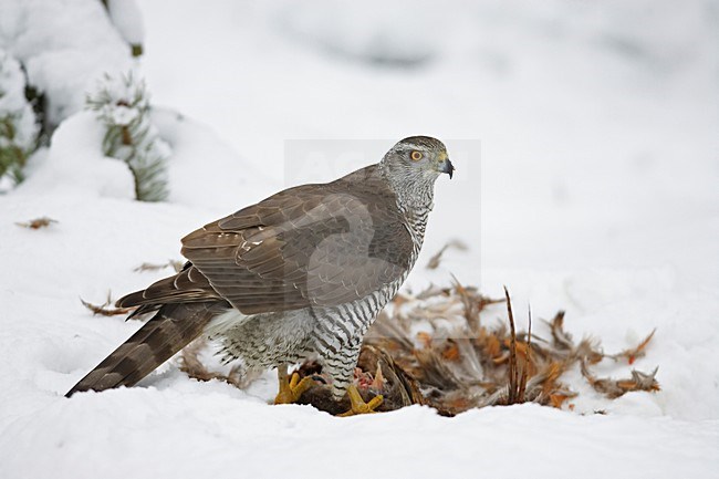 Havik in winters landschap; Northern Goshawk in winter setting stock-image by Agami/Markus Varesvuo,