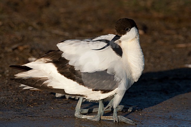 Kluut, Pied Avocet, Recurvirostra avosetta stock-image by Agami/Menno van Duijn,