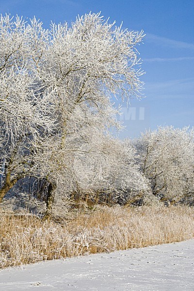 Winterlandschap met rijp en ijs stock-image by Agami/Arnold Meijer,