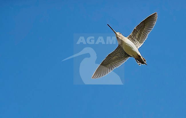 Common Snipe (Gallinago gallinago) in display flight on Iceland. Seen from below, showing spread out tail. stock-image by Agami/Markus Varesvuo,