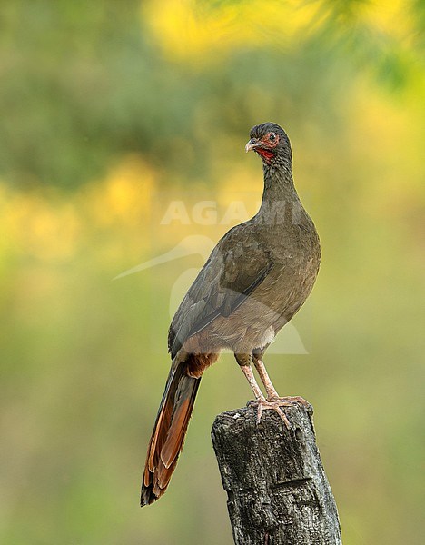 Chaco Chachalaca (Ortalis canicollis pantanalensis) (subspecies) perched on a trunk in the Pantanal, Brazil, South-America. stock-image by Agami/Steve Sánchez,