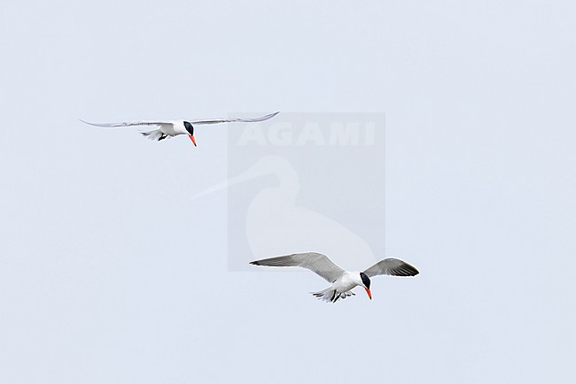 two adult caspian tern (hydroprogne caspia caspia) in breeding plumage in flight, found at Buir Lake (Buir Nuur) in Dornod Aimag in Mongolia stock-image by Agami/Mathias Putze,