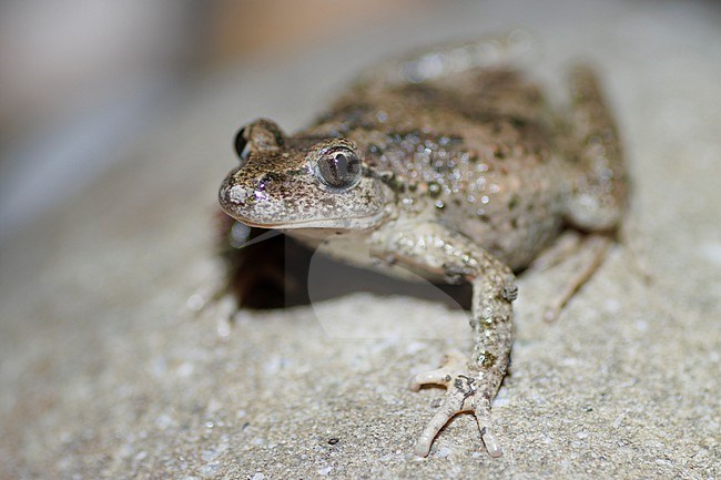 Parsley Frog (Pelodytes punctatus) taken the 12/04/2023 at Aix en Provence - France. stock-image by Agami/Nicolas Bastide,