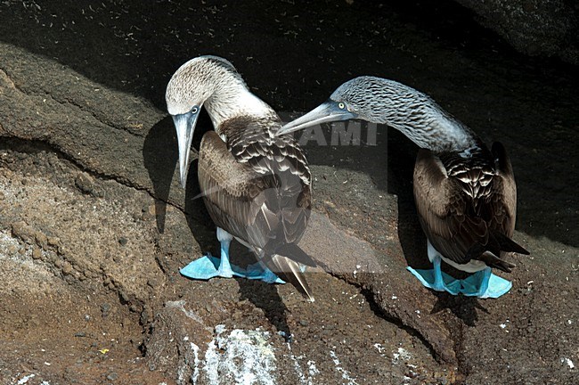 Blauwvoetgent baltsend op rots, Blue-footed Booby displaying on rock stock-image by Agami/Roy de Haas,