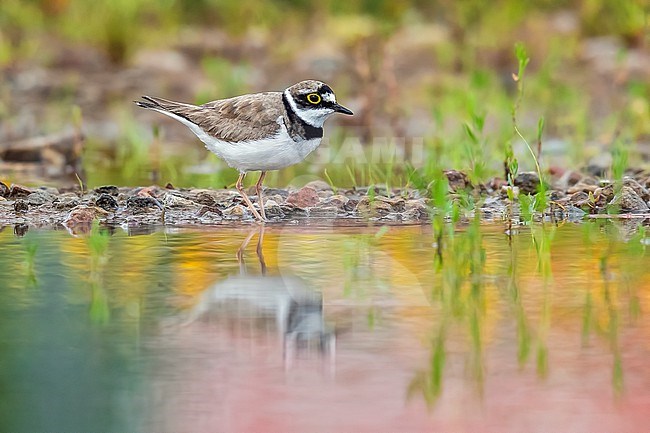 Adult male Little Ringed Plover (Charadrius dubius curonicus) in breeding ground sitting, Brussels, Brabant, Belgium. stock-image by Agami/Vincent Legrand,