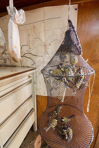 Koolmezen en pimpelmezen gevangen voor onderzoek bij vogelringstation; Great Tits and Blue Tits caught for research at bird ringing station stock-image by Agami/Menno van Duijn,