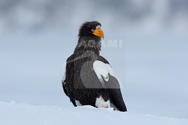 Volwassen Steller-zeearend, Adult Stellers Sea-eagle stock-image by Agami/Sergey Gorshkov,