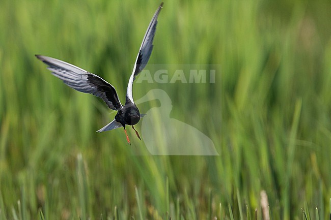 White-winged Tern - Weissflügel-Seeschwalbe - Chlidonias leucopterus, Poland, adult stock-image by Agami/Ralph Martin,