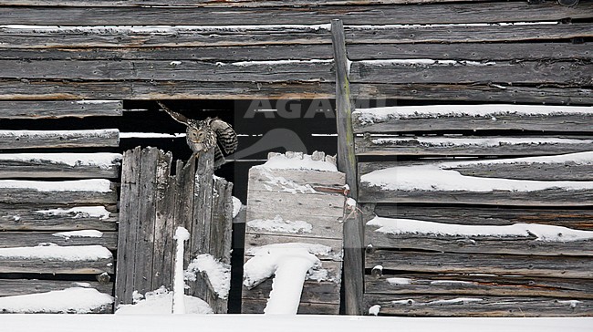 Ural Owl (Strix uralensis) Kuusamo Finland February 2016 stock-image by Agami/Markus Varesvuo,