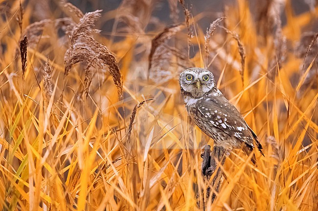 Little Owl, Athene noctua, in Italy. stock-image by Agami/Daniele Occhiato,