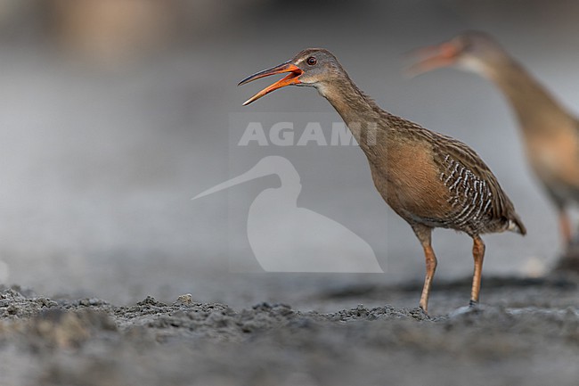 Clapper Rail (Rallus crepitans) feeding at the edge of a pond  in Puerto Rico stock-image by Agami/Dubi Shapiro,