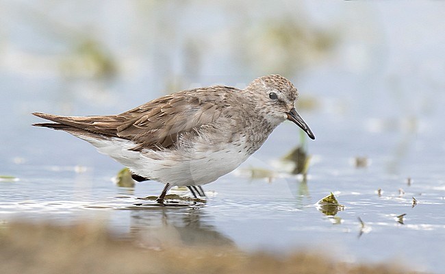 Wintering White-rumped Sandpiper (Calidris fuscicollis) along the pacific coast of Chile. Adult moulting to winter plumage. stock-image by Agami/Dani Lopez-Velasco,