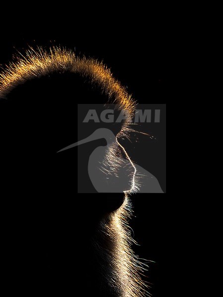 Japanese Macaque (Macaca fuscata), also know as Snow Monkey, in the hotspring at Jigokudani Monkey Park in Nagano Prefecture, Japan. With backlight. stock-image by Agami/Jari Peltomäki,