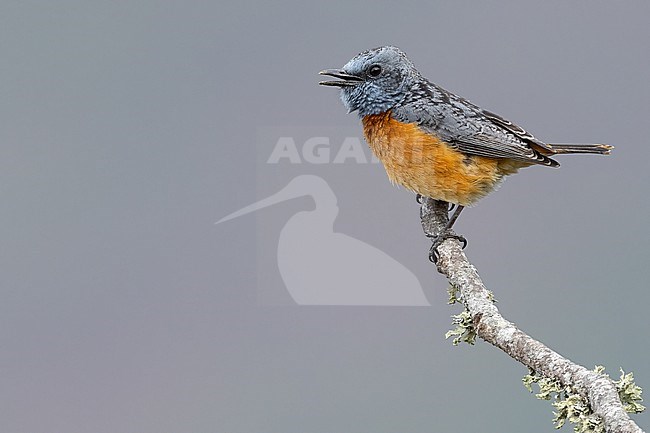 Miombo Rock-thrush (Monticola angolensis) singing on a branch in Tanzania. stock-image by Agami/Dubi Shapiro,