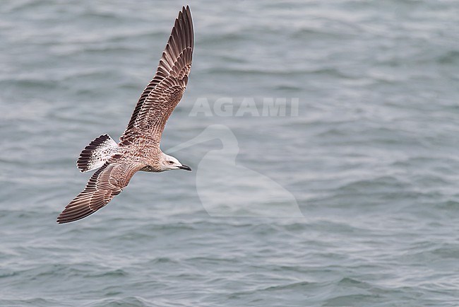 Immature Caspian Gull (Larus cachinnans) at the North sea off Scheveningen, Netherlands. stock-image by Agami/Marc Guyt,