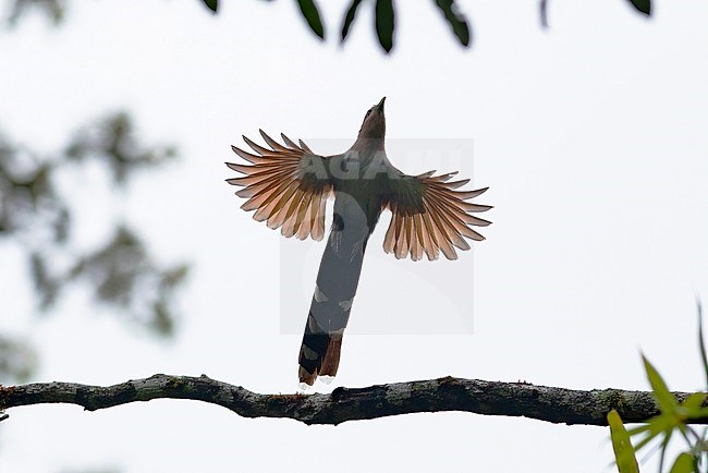 A squirrel cuckoo (Piaya cayana) flies over head on Manu Road in Manu National Park, Peru stock-image by Agami/Jacob Garvelink,