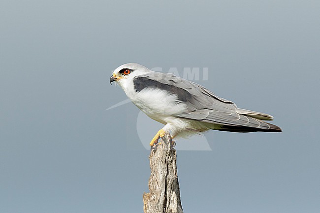 Grijze Wouw zittend op tak; Black-winged Kite sitting on tree, stock-image by Agami/Walter Soestbergen,