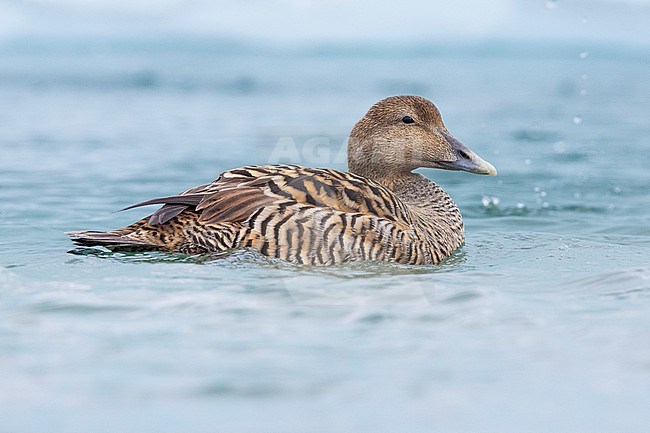 Common Eider (Somateria mollissima), side view of a female in the water, Southern Region, Iceland stock-image by Agami/Saverio Gatto,