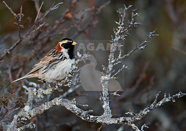 Volwassen mannetje IJsgors in broedgebied; Adult male Lapland Longspur at breeding site stock-image by Agami/Markus Varesvuo,