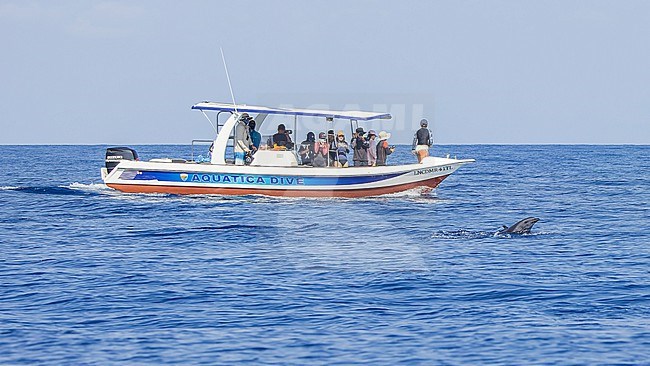 Spinner Dolphin (Stenella longirostris) together with a boat watching dolphins. stock-image by Agami/Lennart Verheuvel,
