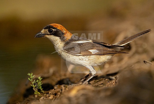  stock-image by Agami/Eduard Sangster,