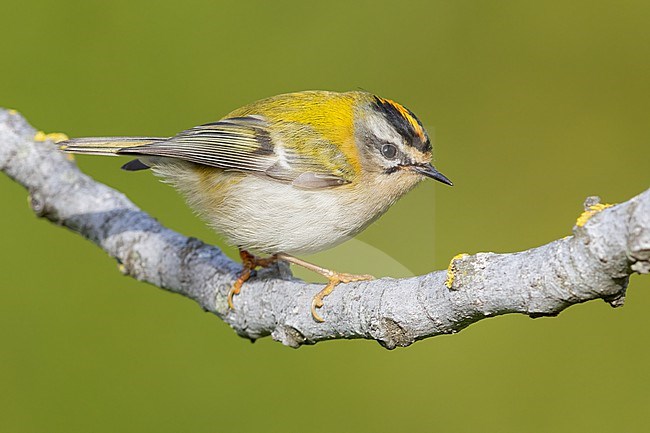 Common Firecrest (Regulus ignicapilla), side view of an adult male perched on a branch, Campania, Italy stock-image by Agami/Saverio Gatto,