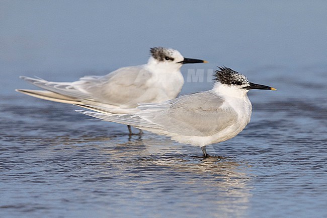 Sandwich Tern (Thalasseus sandvicensis), two adults in winter plumage standing on the sand, Campania, Italy stock-image by Agami/Saverio Gatto,