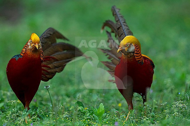 Two adult male Golden Pheasants (Chrysolophus pictus) are displaying. stock-image by Agami/Mathias Putze,