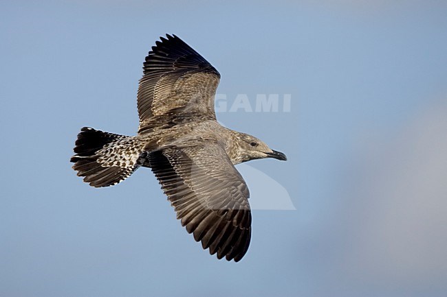 Onvolwassen Atlantische Geelpootmeeuw; Immature Atlantic Yellow-legged Gull stock-image by Agami/Daniele Occhiato,