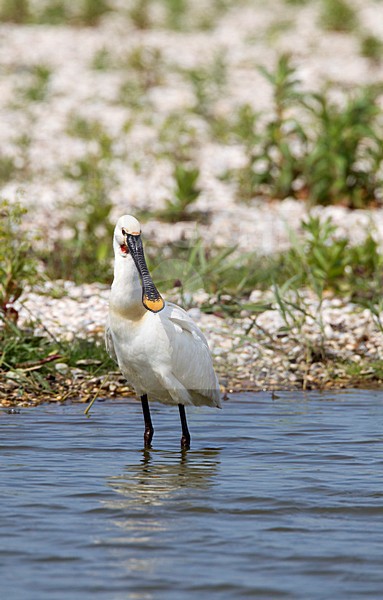 Foeragerende Lepelaar, Eurasian Spoonbill foraging stock-image by Agami/Roy de Haas,