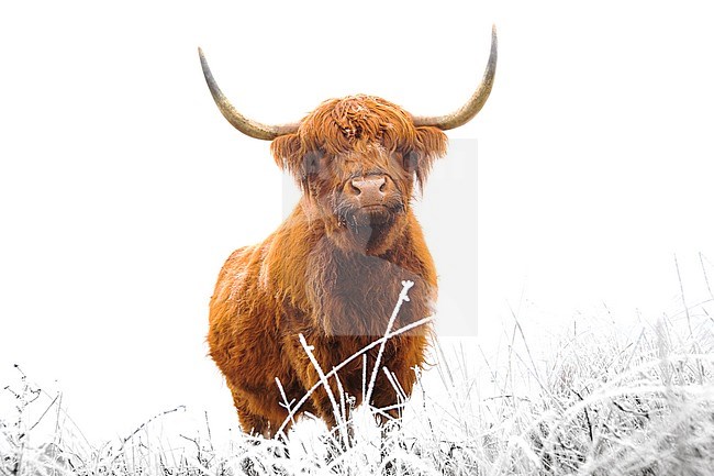 Schotse Hooglanders in natuurgebied, Highland Cattle in nature reserve stock-image by Agami/Wil Leurs,