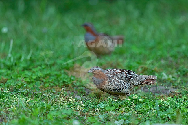 A couple of Chinese bamboo partridge (Bambusicola thoracicus) on a glade, female in front and the male in the background stock-image by Agami/Mathias Putze,