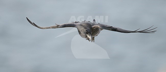 Raaf in vlucht, Common Raven in flight stock-image by Agami/Markus Varesvuo,