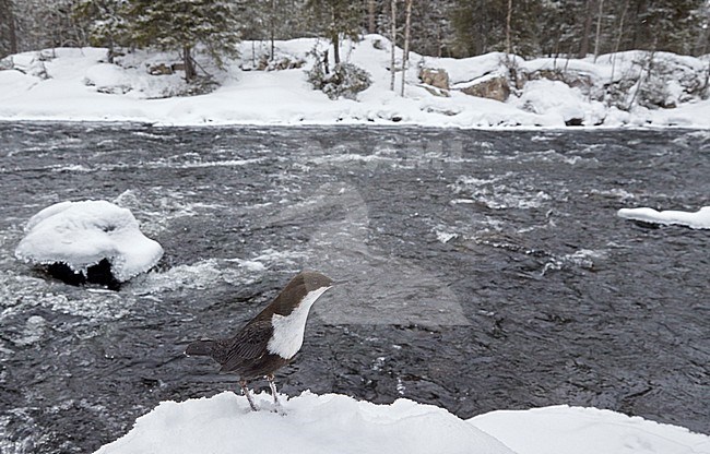 White-throated Dipper (Cinclus cinclus) wintering along a river in taiga forest in Finland. stock-image by Agami/Markus Varesvuo,