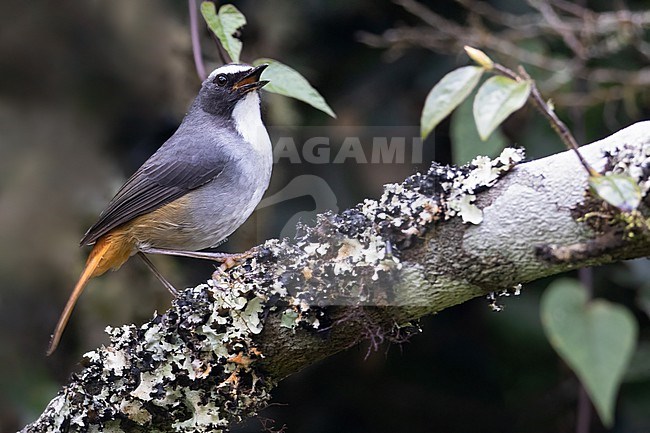 Olive-flanked Robin-Chat (Cossypha anomala) in Tanzania. stock-image by Agami/Dubi Shapiro,