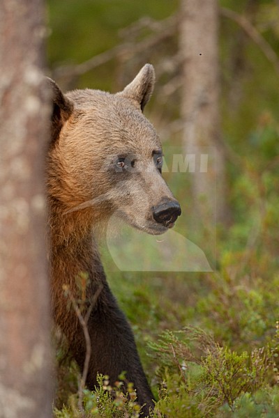 Bruine Beer in bos, Brown Bear in forest stock-image by Agami/Menno van Duijn,