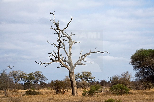 Krugerpark, South-Africa stock-image by Agami/Marc Guyt,