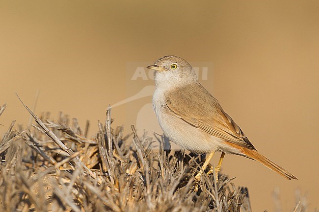 Asian Desert Warbler - WÃ¼stengrasmÃ¼cke - Sylvia nana, Oman stock-image by Agami/Ralph Martin,