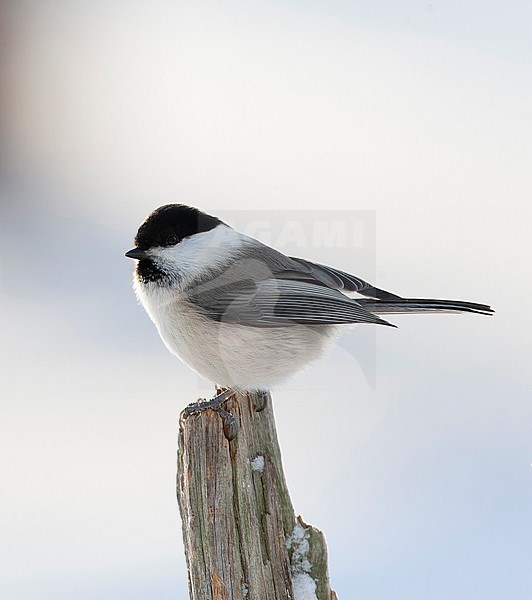 Willow Tit (Poecile montanus borealis) in a taiga forest near Kuusamo in Finland during cold winter stock-image by Agami/Marc Guyt,