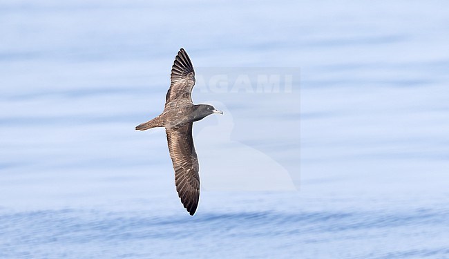 Flesh-footed shearwater (Ardenna carneipes) in flight during pelagic, Oman stock-image by Agami/Roy de Haas,