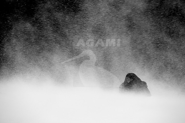 Raaf in de sneeuw, Common Raven in snow stock-image by Agami/Markus Varesvuo,