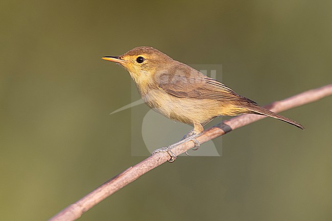 Autumn Melodious Warbler, Hippolais polyglotta, in Italy. stock-image by Agami/Daniele Occhiato,