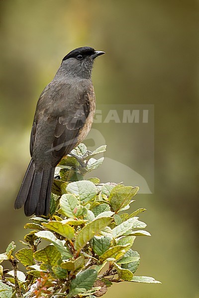 Birds of Peru, a Bay-vented Cotinga stock-image by Agami/Dubi Shapiro,