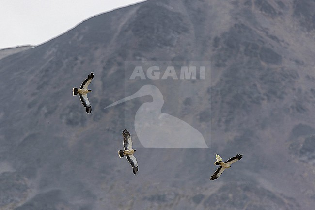 White-throated Caracara (Phalcoboenus albogularis) in Patagonia, Argentina. stock-image by Agami/Pete Morris,