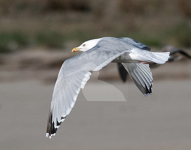 Adult American Herring Gull (Larus smithsonianus) in flight in Spain. Rare vagrant from North America to Europe. stock-image by Agami/Dani Lopez-Velasco,