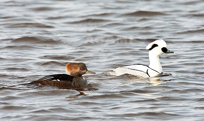 Kuifzaagbek vrouwtje met Nonnetje in Nederland; Hooded Merganser female with Smew in Netherlands stock-image by Agami/Roy de Haas,