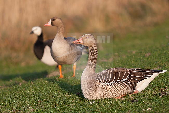 Greylag Goose - Graugans - Anser anser ssp. anser, Germany, adult stock-image by Agami/Ralph Martin,