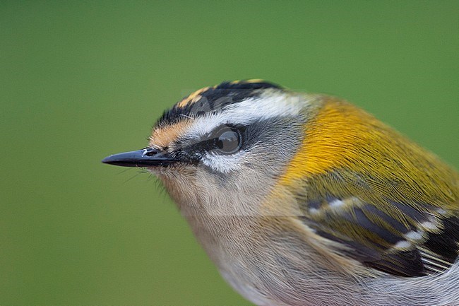 Firecrest (Regulus ignicapilla) on a ringing station in the Netherlands during autumn migration. Photographed just before releasing of this beautiful tiny jewel. stock-image by Agami/Marc Guyt,