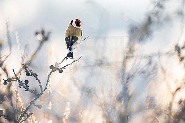 Eurasian Goldfinch (Carduelis carduelis) in Italy. stock-image by Agami/Daniele Occhiato,